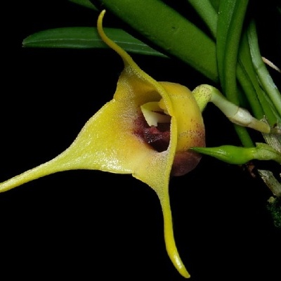 Flor amarela de orquídea com pétalas pontiagudas e folhas verdes
