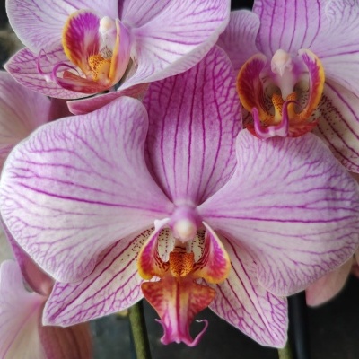 Close-up de orquídea rosa com nervuras roxas e centro amarelo