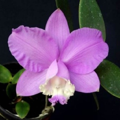 Flor de orquídea rosa com folhas verdes em vaso preto