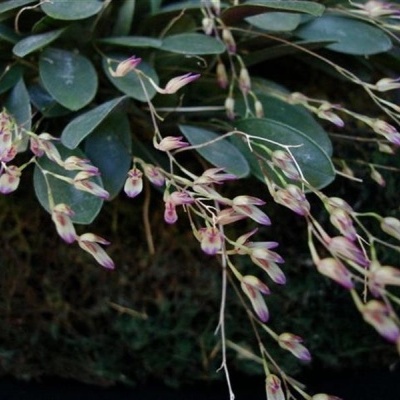 Orquídea com flores creme e roxas e folhas verdes espessas sobre fundo escuro