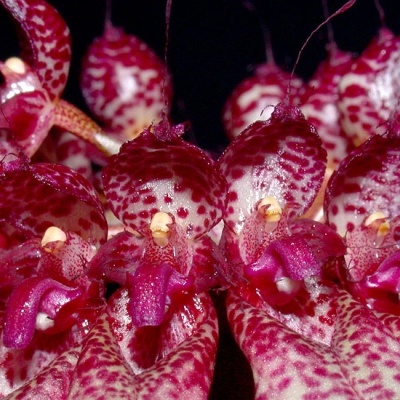 Flores orquídeas roxas com manchas vermelhas