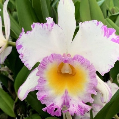Orquídea branca com bordas roxas e centro amarelo com folhas verdes ao redor