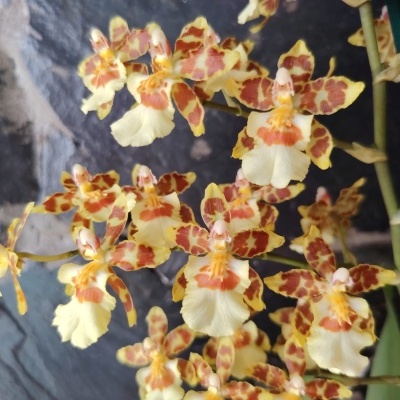Flores amarelas e castanhas de orquídea com suporte verde