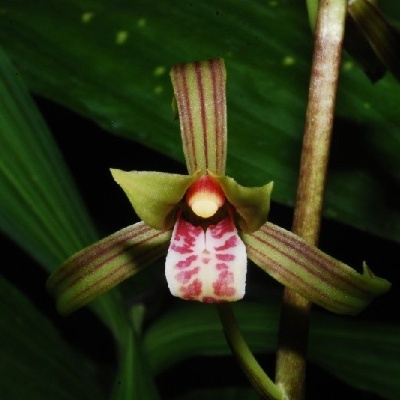 Orquídea verde, vermelha e branca com folhas verdes atrás