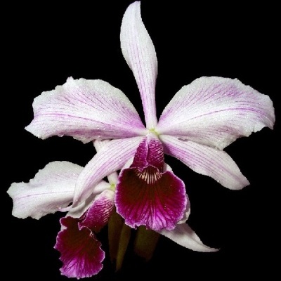 Flores de orquídea brancas e rosa com fundo preto