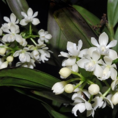 Flores brancas pequenas com folhas verdes largas