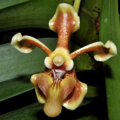 Flor de orquídea castanha e amarela com folhas verdes ao fundo