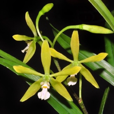 Orquídeas amarelas com folhas verdes em fundo preto