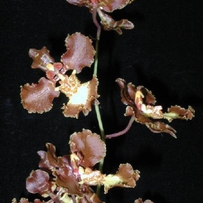 Ramo de orquídeas marrons com pétalas onduladas e centro amarelo com manchas