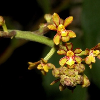 Flores pequenas amarelas e castanhas em ramo com fundo escuro