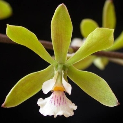Flor de orquídea verde e branca com detalhes rosas