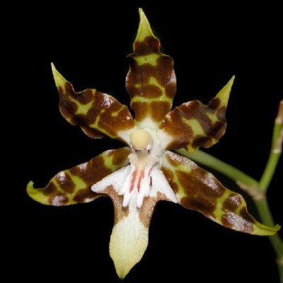 Orquídea castanha e amarela com centro branco e rosa em fundo preto