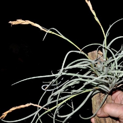Planta Tillandsia com folhas longas e finas montada numa peça de madeira