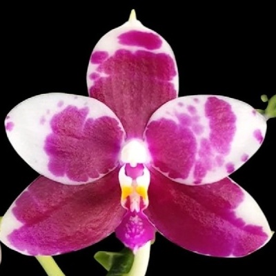 Orquídea branca com manchas roxas e caule verde sobre fundo preto