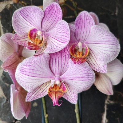 Flor orquídea branca e rosa com veias roxas em fundo de pedra escura