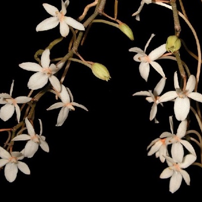 Orquídea branca com flores pequenas e botões verdes