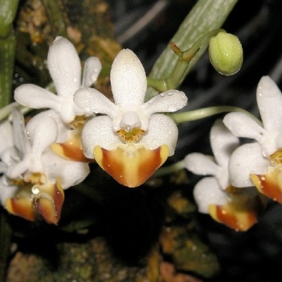 Orquídeas blancas con detalle amarillo y marrón frente a fondo oscuro