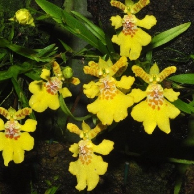 Orquídeas amarelas com manchas castanhas e folhas verdes