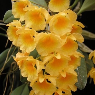 Orquídea amarela com flores em cachos e folhas verdes