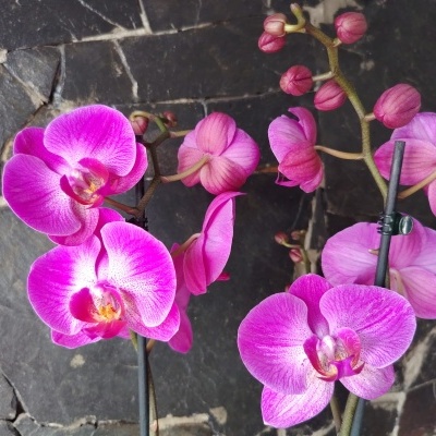 Orquídeas rosas com suporte preto em chão de pedra cinzenta