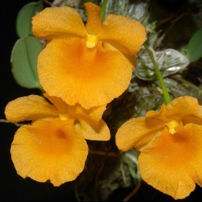 Três flores amarelo-alaranjadas com textura aveludada e folhas verdes ao fundo