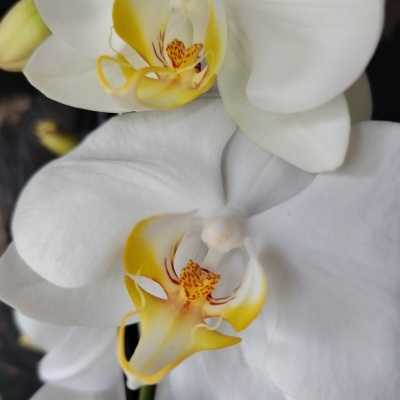 Flores de orquídea brancas com centro amarelo e castanho