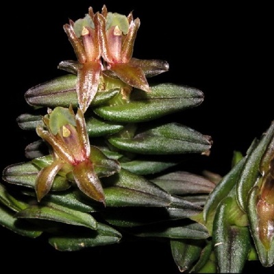 Planta com folhas suculentas verdes e flores castanhas com tons rosados num fundo preto