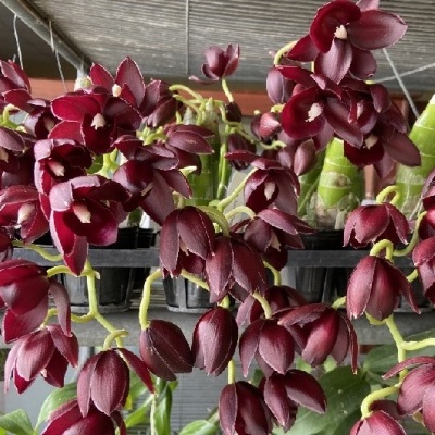Orquídeas roxas escuras em vasos plásticos num suporte metálico