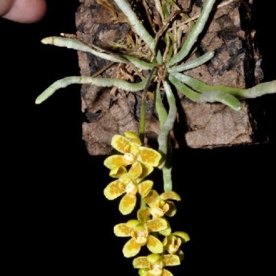 Orquídea com flores amarelas penduradas em cortiça