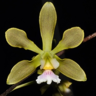 Flor de orquídea amarela com detalhes brancos e rosa sobre fundo negro