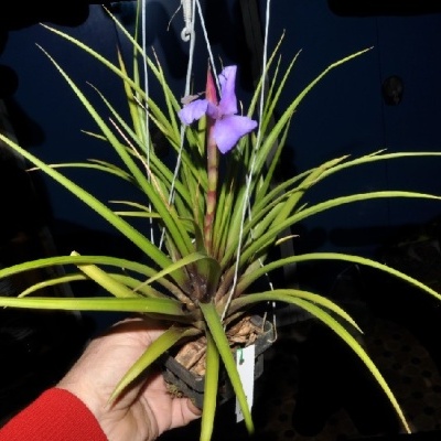 Vaso suspendido com planta verde e flor roxa segurado à mão.