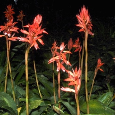 Flores vermelhas com folhas verdes em ambiente escuro