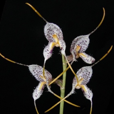 Orquídea branca com manchas roxas e estigmas amarelos em caule verde, fundo preto.
