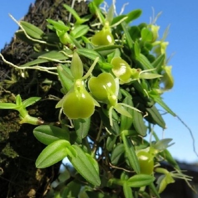 Orquídea verde crescendo em tronco de árvore com céu azul ao fundo
