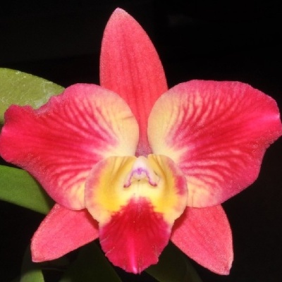 Flor de orquídea rosa e amarela com folhas verdes