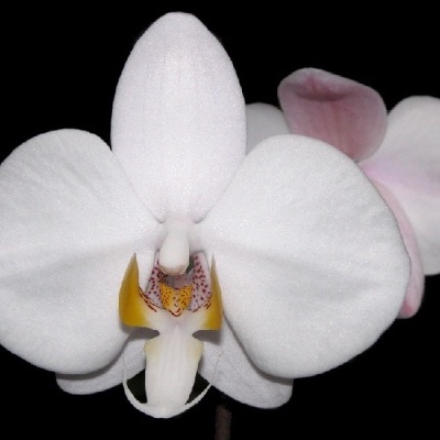 Flores de orquídea branca com detalhes amarelos e vermelhos no centro