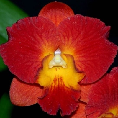 Orquídea vermelha e amarela com textura aveludada