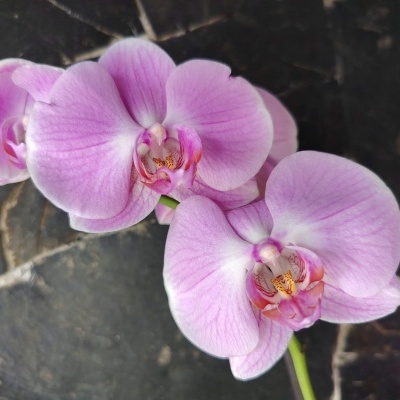 Orquídea cor-de-rosa lilás com fundo de pedras escuras