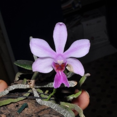 Orquídea rosa em cortiça segurada por mão com fundo escuro