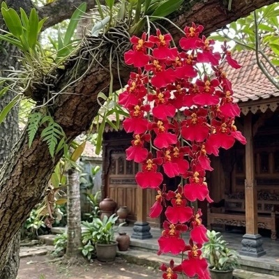 Orquídea com flores vermelhas penduradas em jardim ao ar livre
