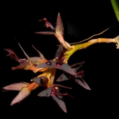 Flor exótica roxa escura com haste amarela e fundo preto