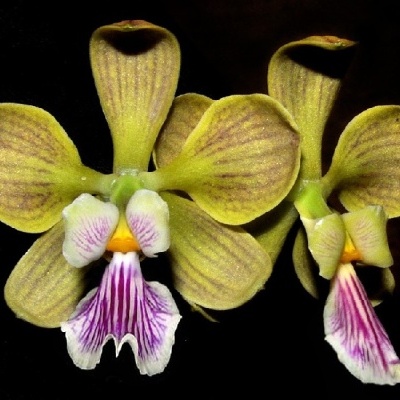 Duas flores de orquídea amarelas esverdeadas com riscas roxas e brancas