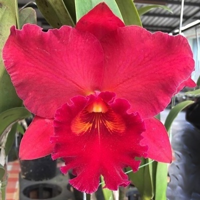 Orquídea vermelha com folhas verdes em estufa