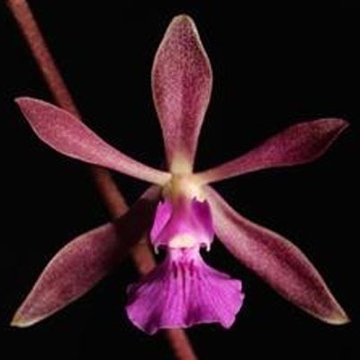 Flor de orquídea rosa e castanho-avermelhada sobre fundo preto