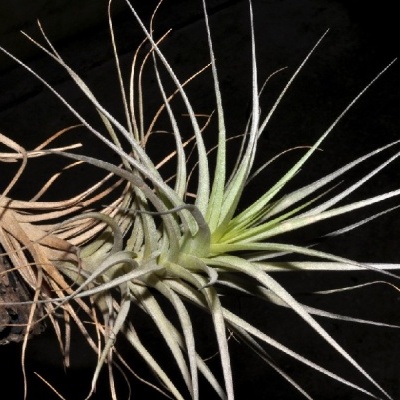Planta Tillandsia em pedaço de madeira com fundo preto