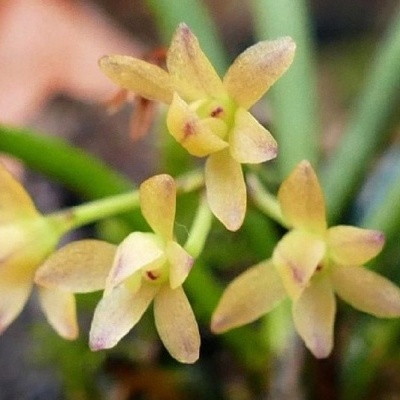 Flores pequenas amarelas com pontas roxas e folhas verdes ao fundo