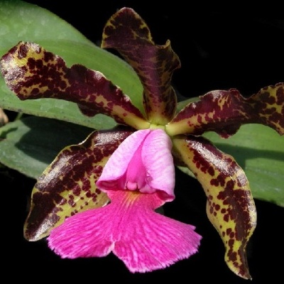 Flor de orquídea castanha e rosa com folhas verdes