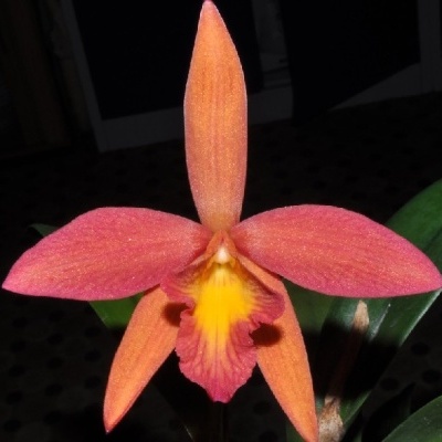Orquídea laranja, rosa e amarela com folhas verdes em ambiente interior escuro