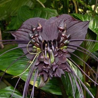 Flor negra exótica com longos estames e folhas verdes