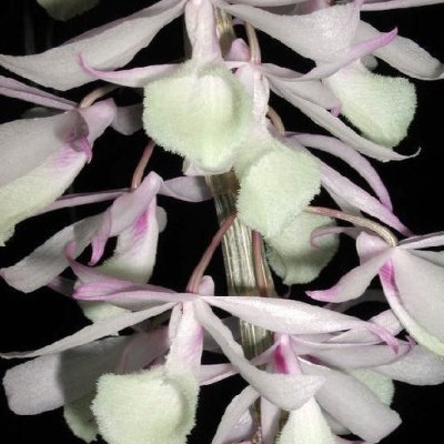 Orquídea branca com bordas rosadas e textura aveludada